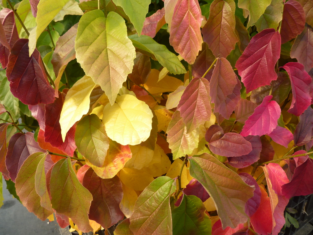 Persian Ironwood/Parrotia