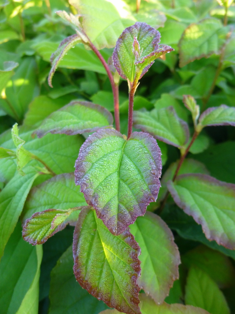 Persian Ironwood/Parrotia