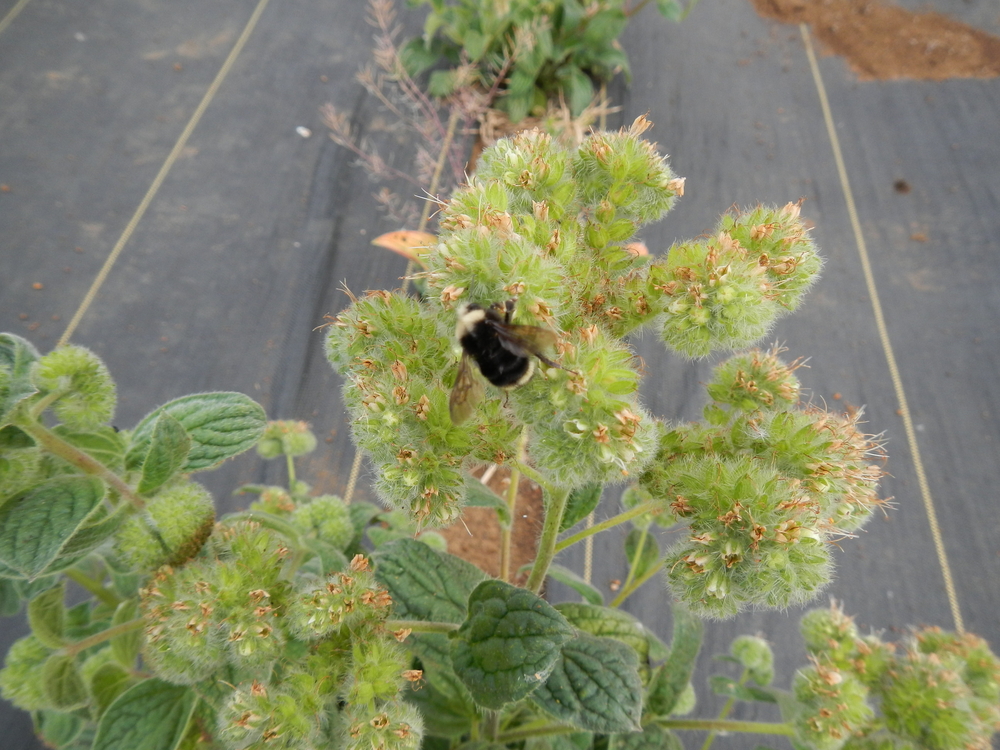 Varileaf phacelia