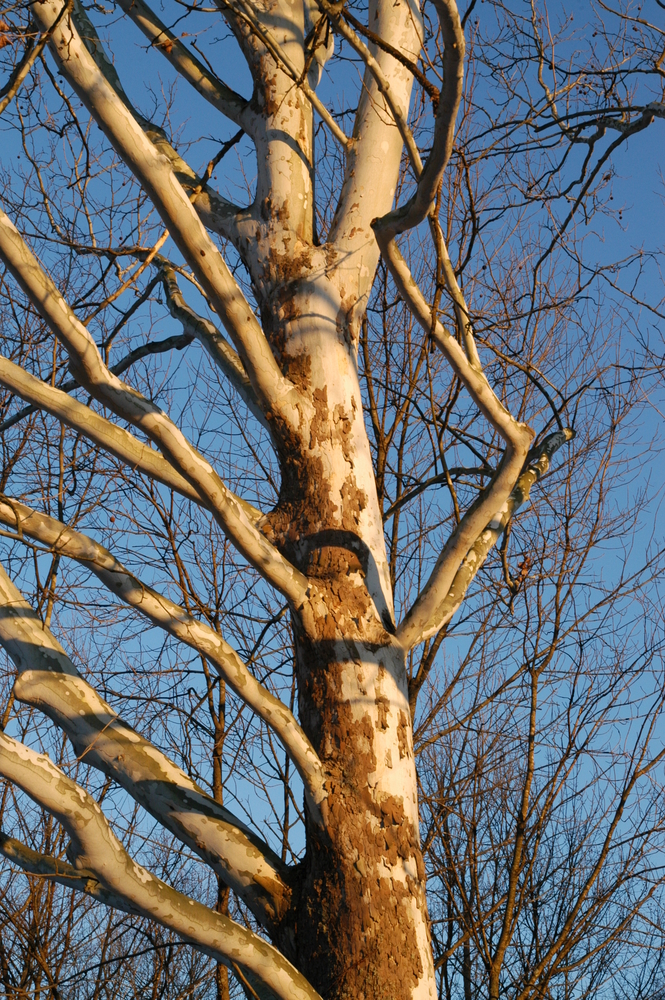 American Sycamore