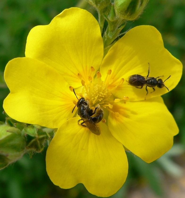 Slender or Graceful Cinquefoil