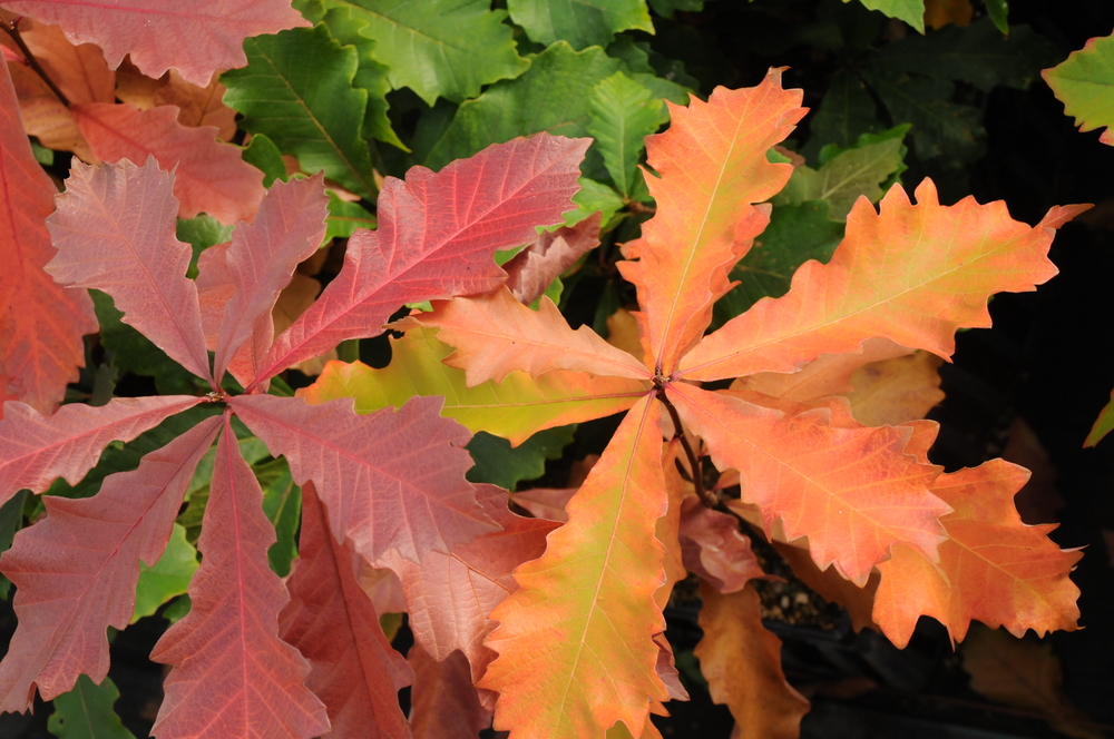 Swamp White Oak (Missouri source)