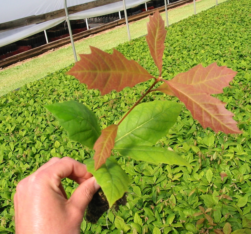 Northern Pin Oak