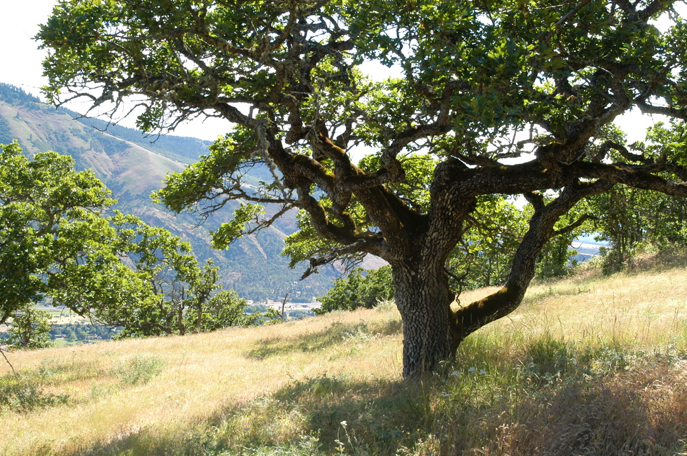 Oregon White Oak