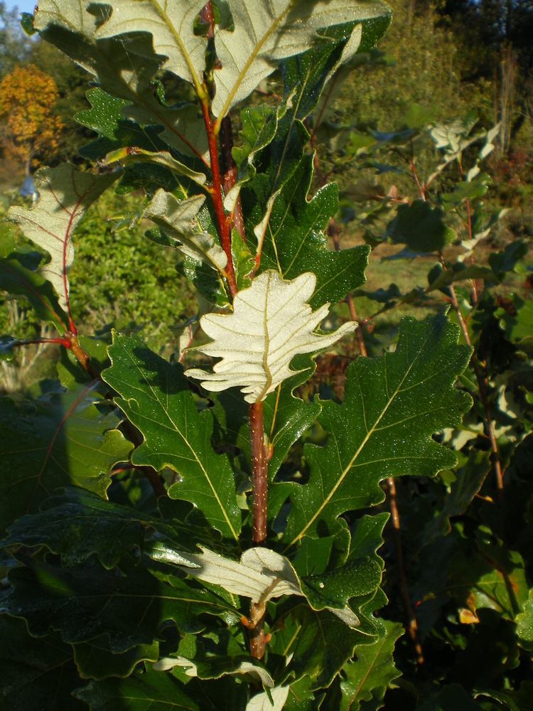 Heritage Hybrid Oak