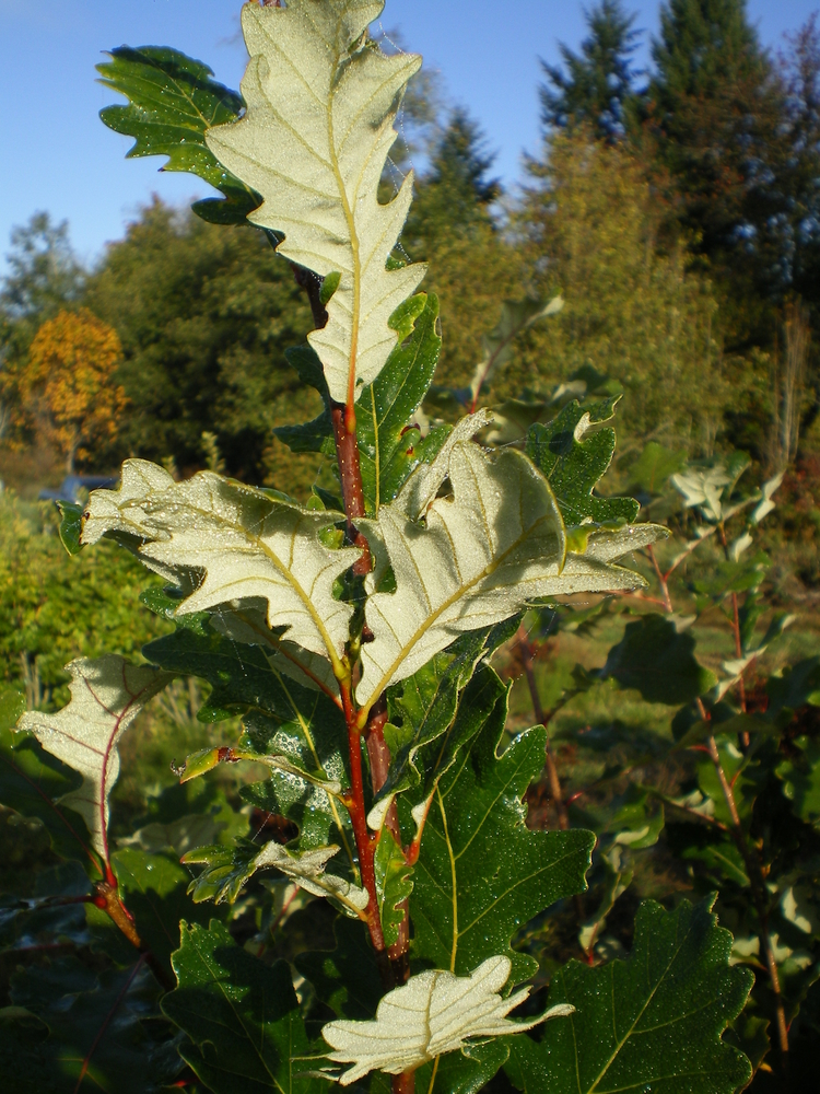 Heritage Hybrid Oak