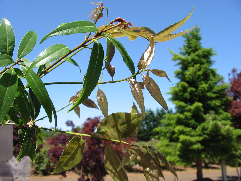 Japanese Evergreen Oak