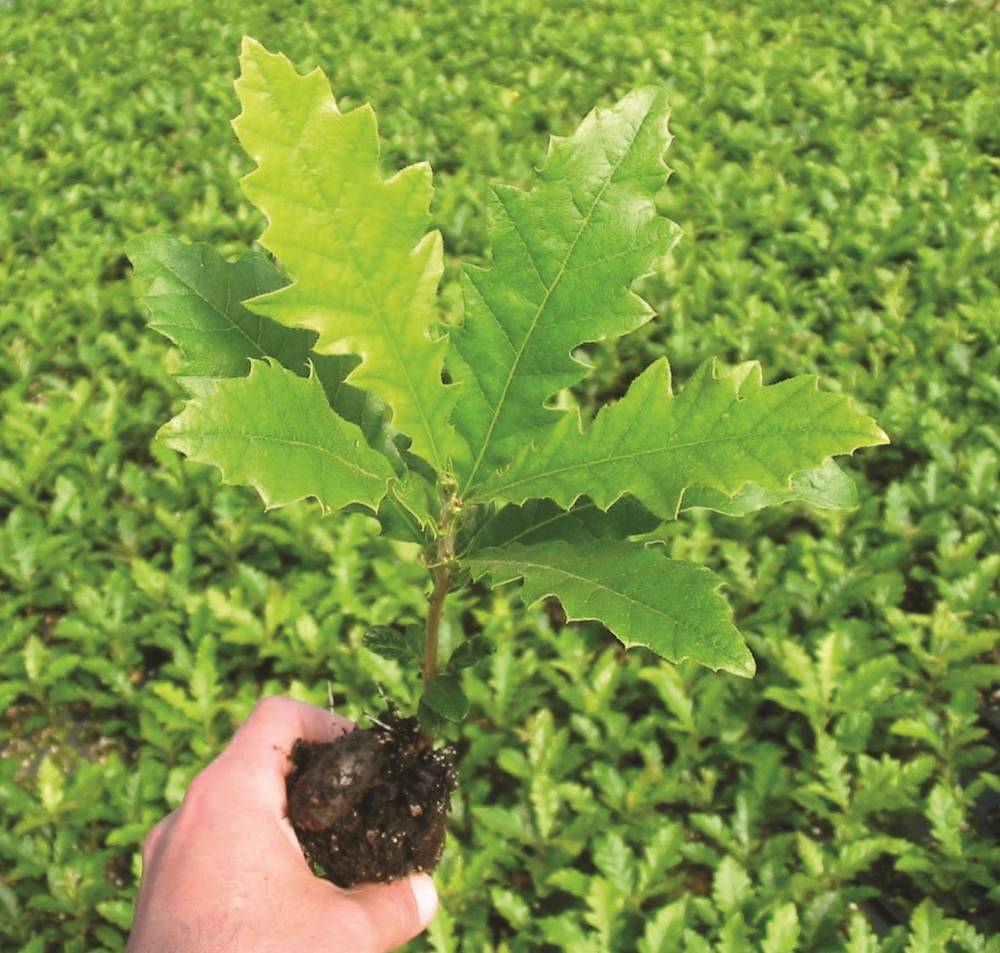 Chestnut Oak, Basket Oak