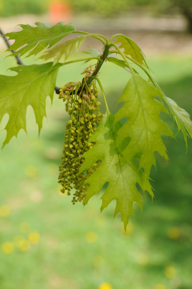 Northern Red Oak