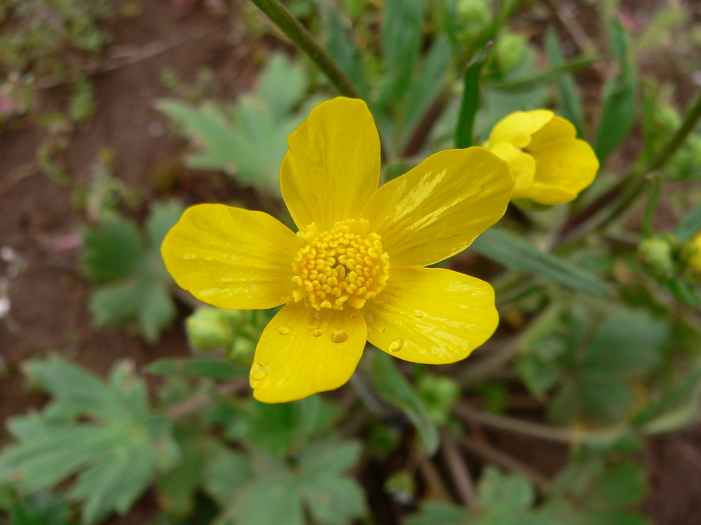 Western Buttercup