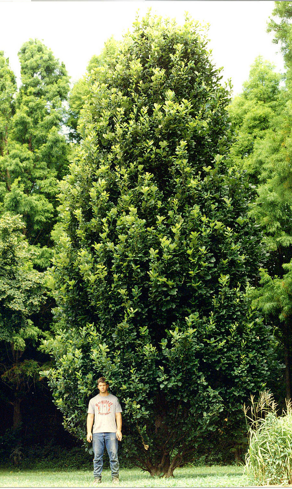 Regal Prince Hybrid Oak