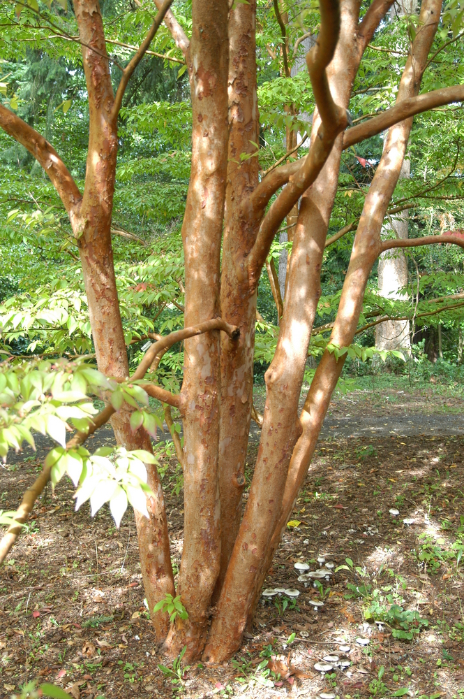 Tall Stewartia