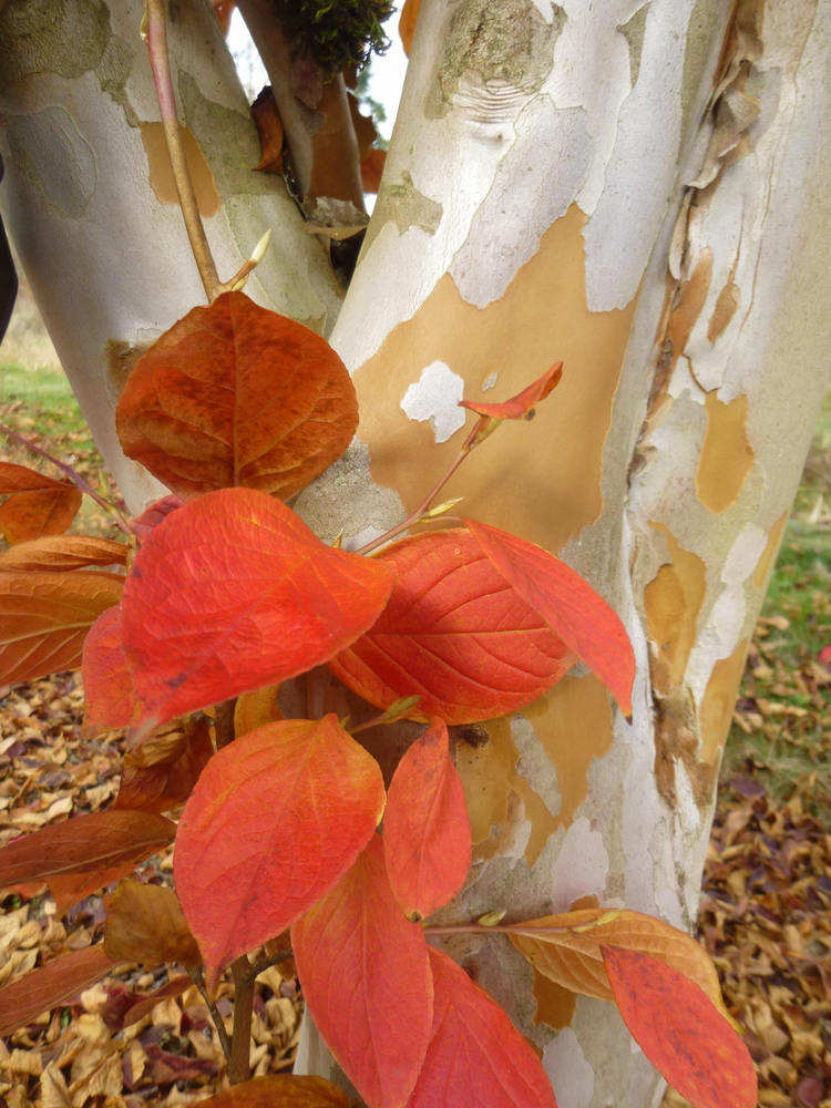 Japanese Stewartia