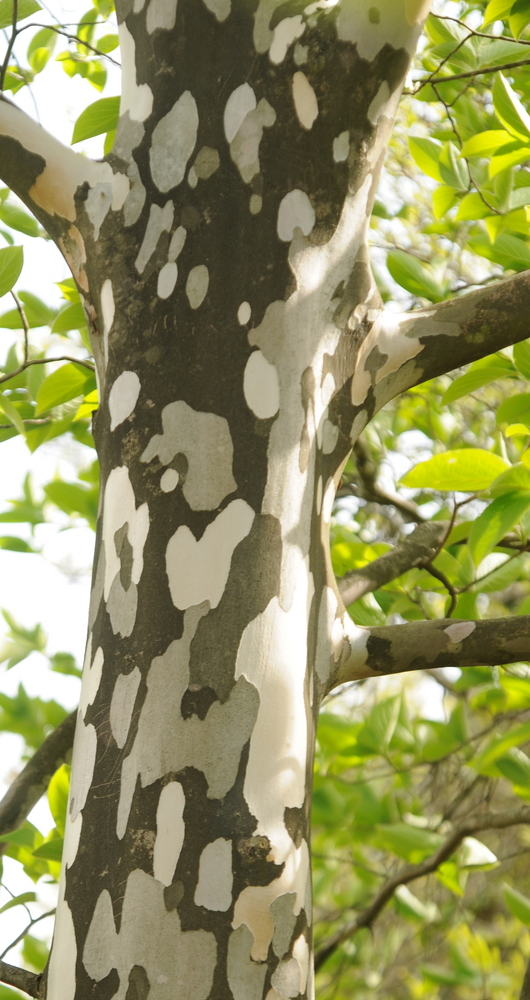 Japanese Stewartia - Stewartia pseudocamellia - Wholesale