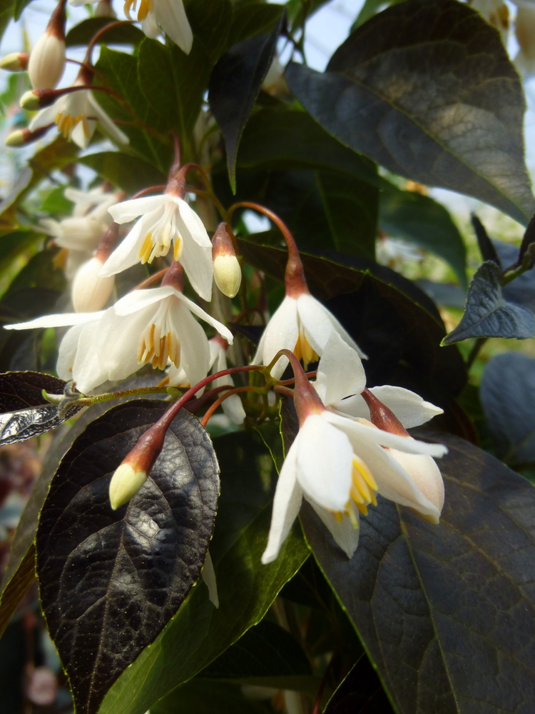 Purple Leaved Japanese Snowbell