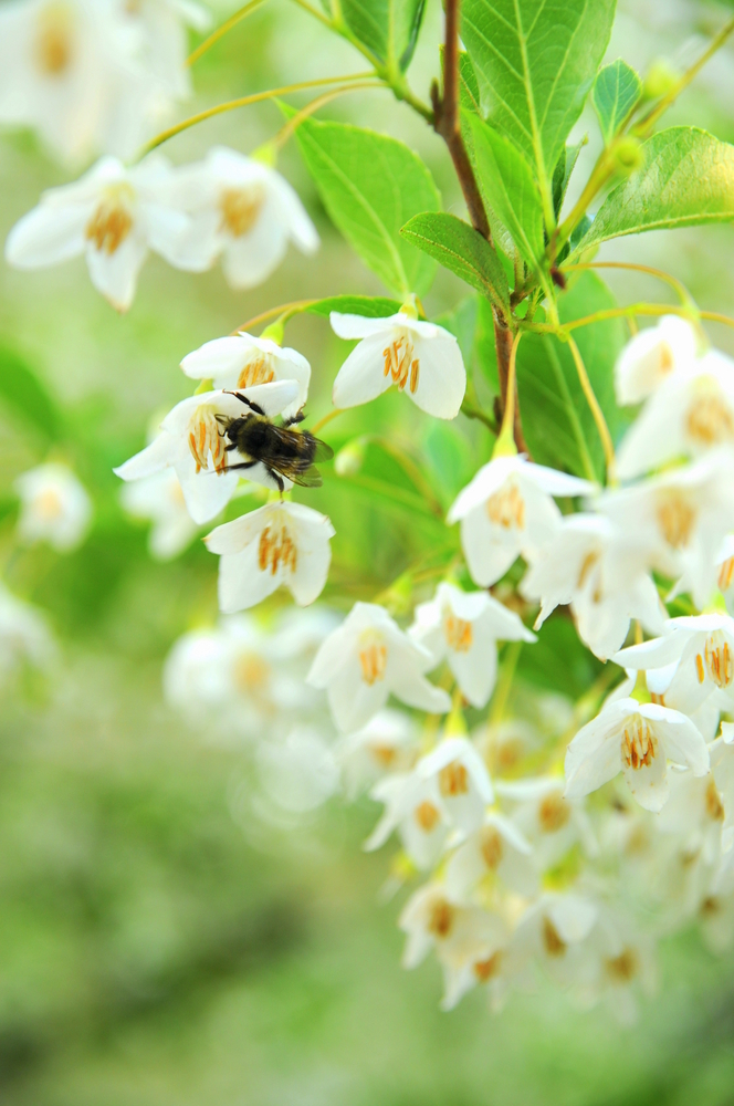 Japanese Snowbell