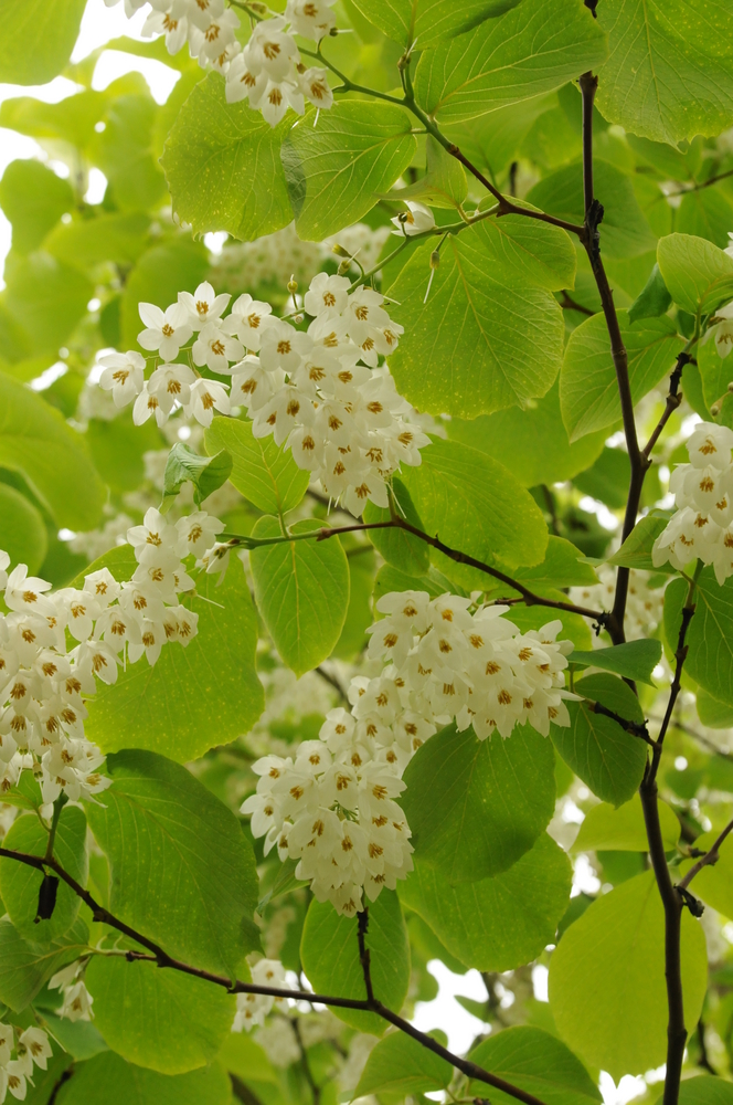 Fragrant Snowbell