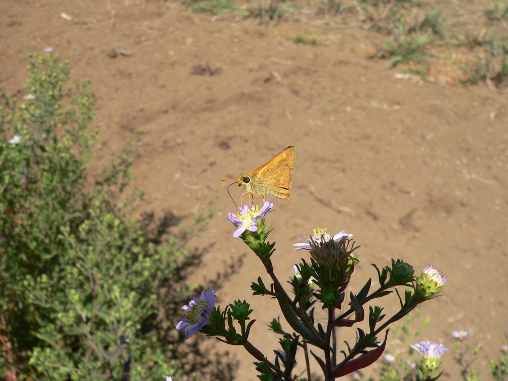 Hall's Aster