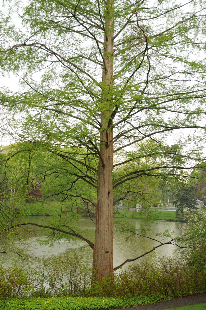 Baldcypress