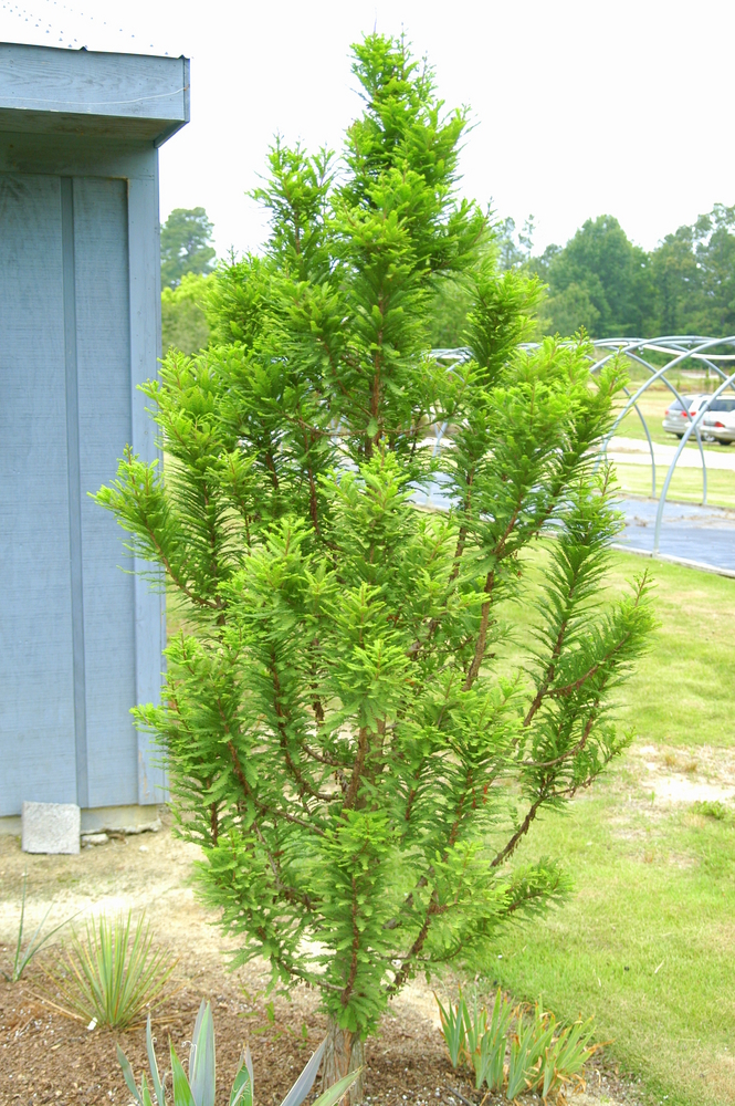 Peve Minaret Baldcypress