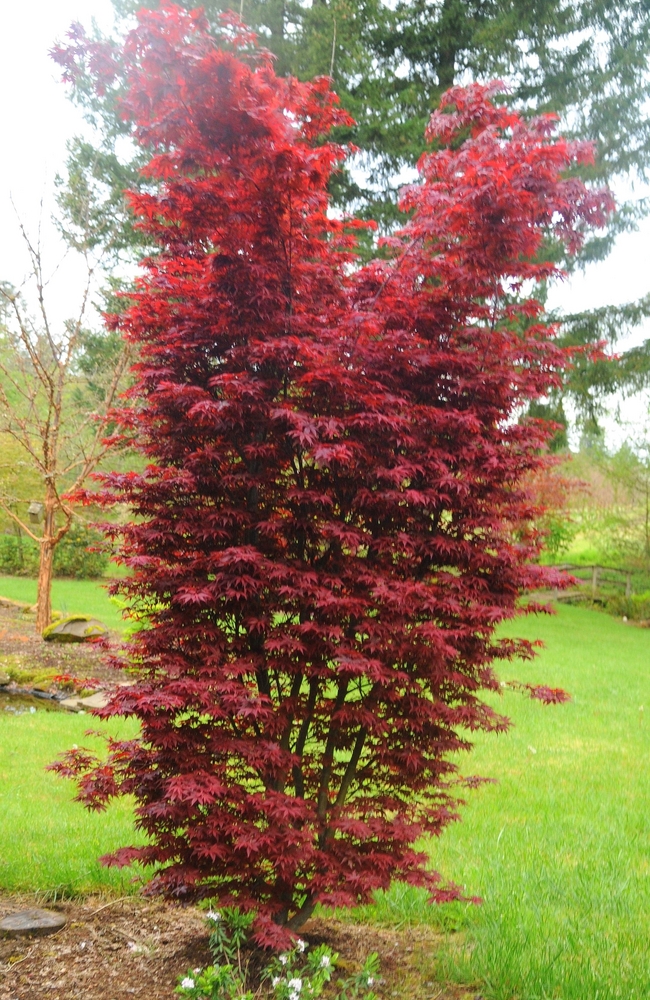 Twombly's Red Sentinel Maple