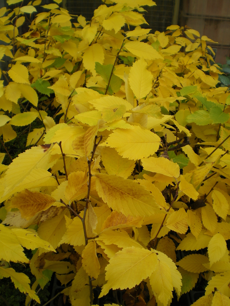 Princeton American Elm