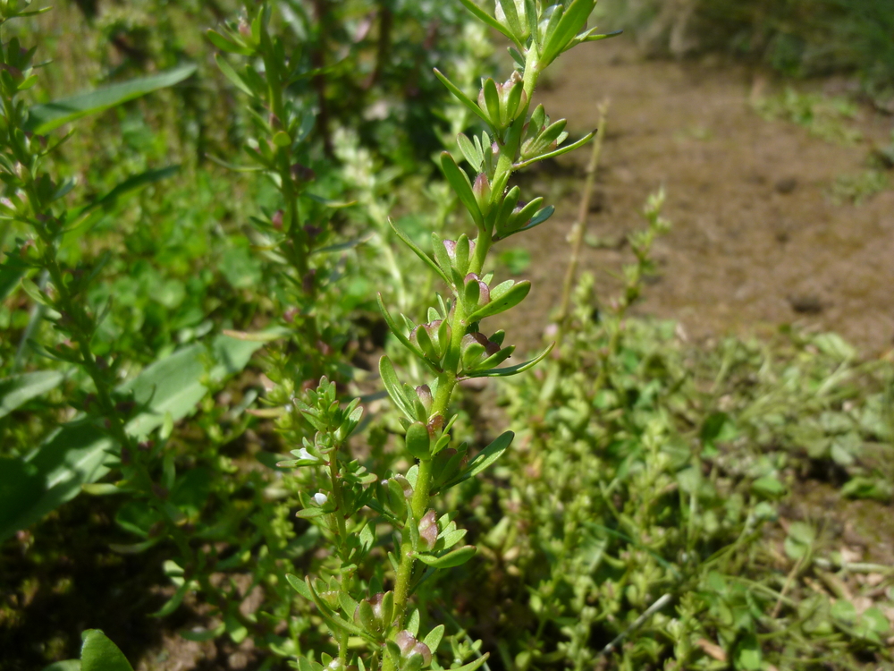 Hairy Purslane Speedwell