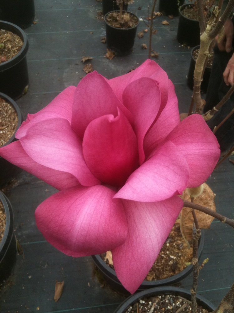 Vulcan Magnolia