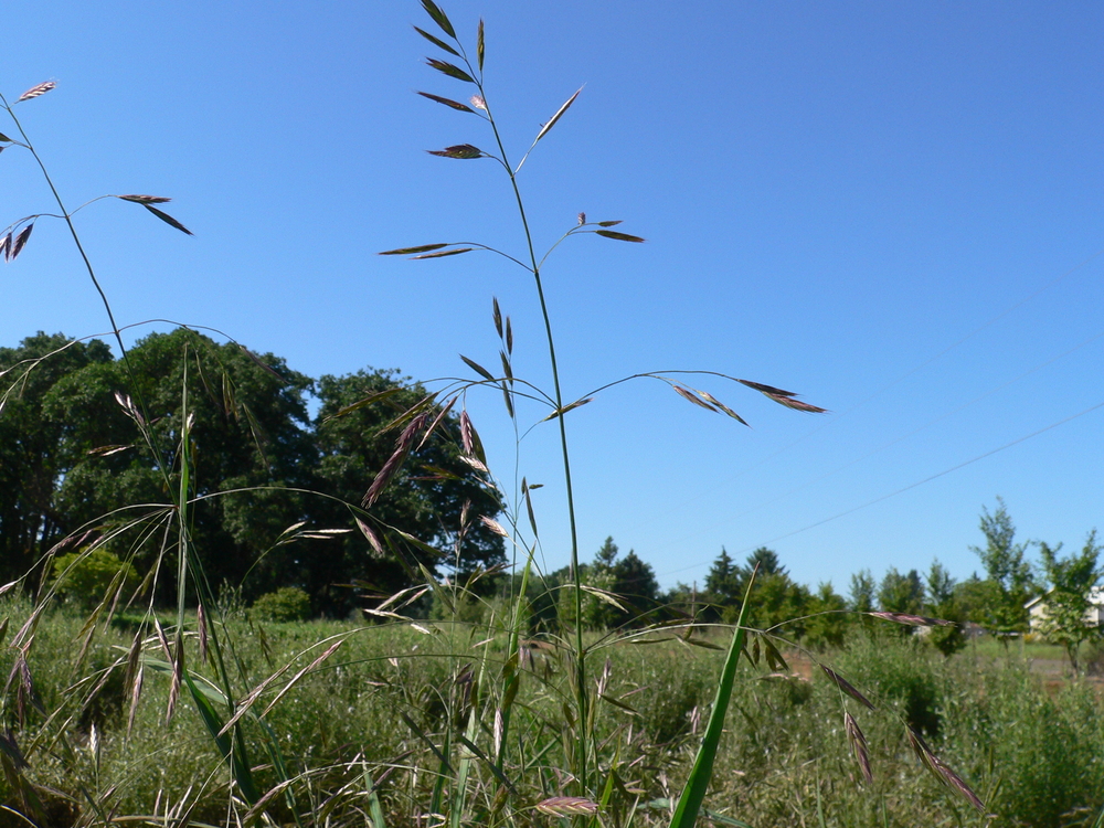 Alaska Brome