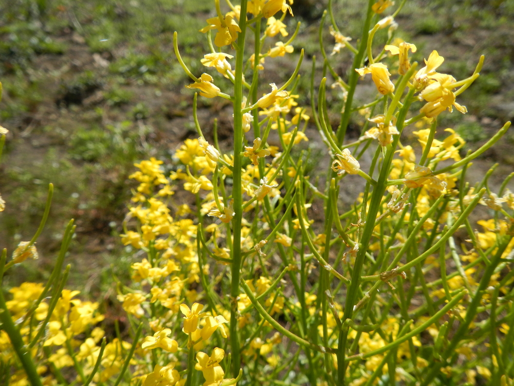 American Yellowrocket