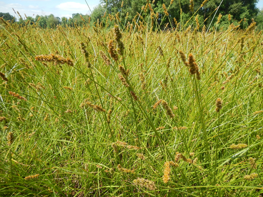 Dense Sedge