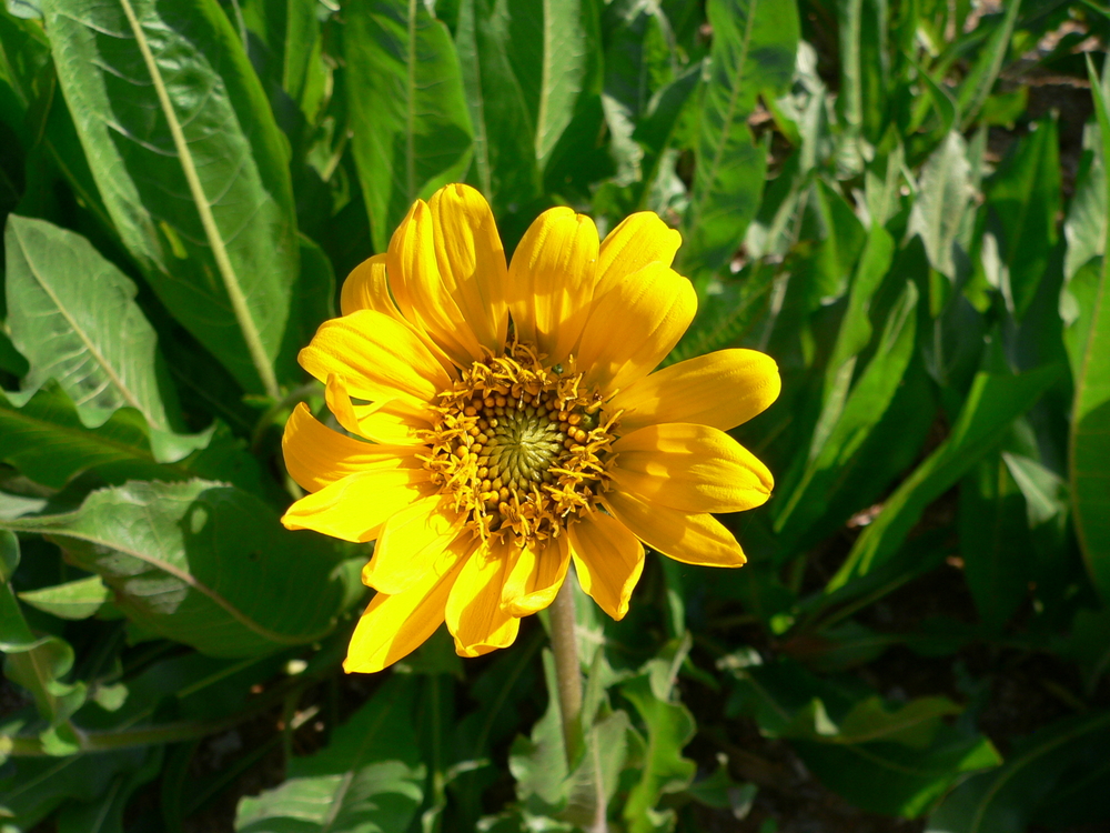 Narrowleaf Mule's Ear