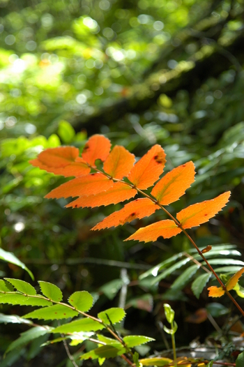 Cascades Mahonia