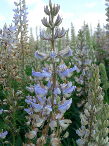 Sickle-keeled Lupine