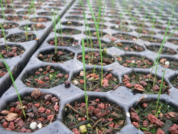 Lemmon's Needlegrass