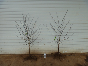 Forest Pansy Redbud