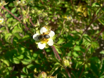 Sticky Cinquefoil