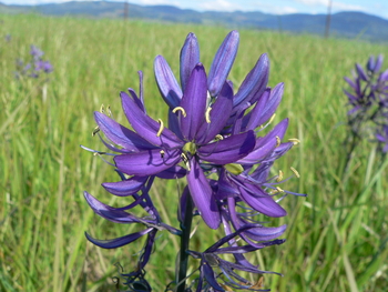 Camas Flower