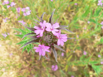 Dense Spike-primrose