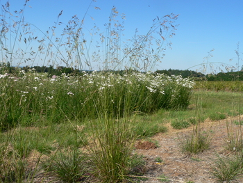 California Fescue