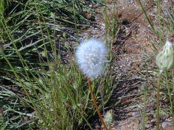 Large-flowered Agoseris