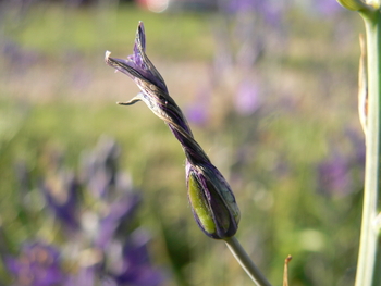 Leichtlin's or Great Camas