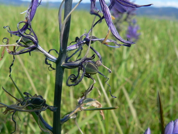 Camas Flower