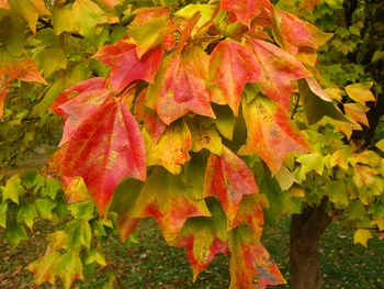 Trident Maple