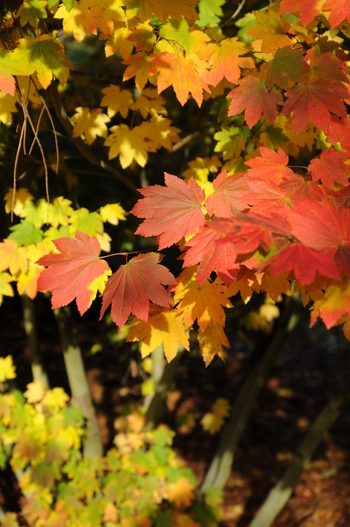 Vine Maple