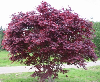 Bloodgood Japanese Maple