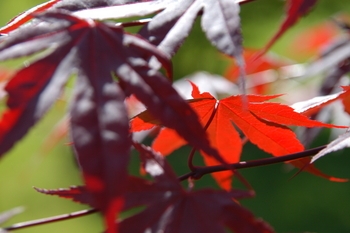 Bloodgood Japanese Maple