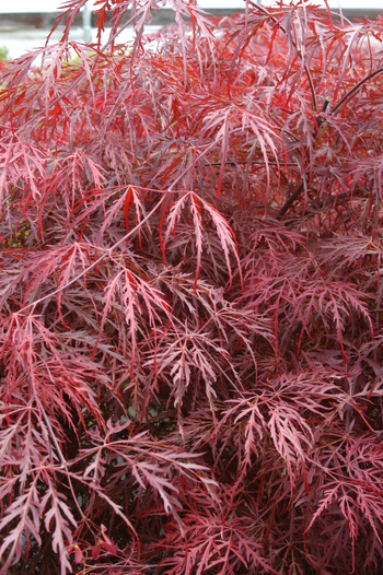 Inaba shidare Japanese Maple