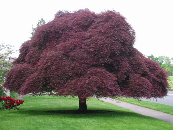 Inaba shidare Japanese Maple