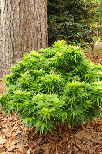 Mikawa yatsubusa Japanese Maple